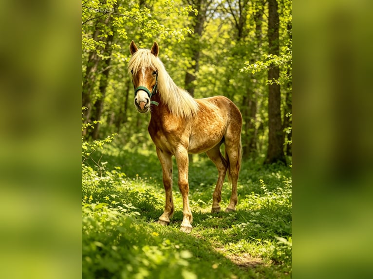 Haflinger Merrie 1 Jaar 154 cm Vos in Mariatal