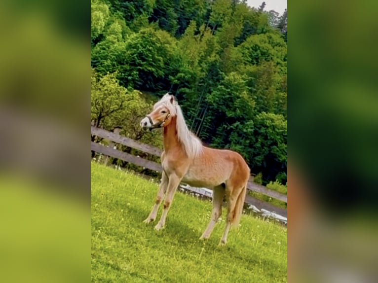 Haflinger Merrie 1 Jaar 154 cm Vos in Mariatal