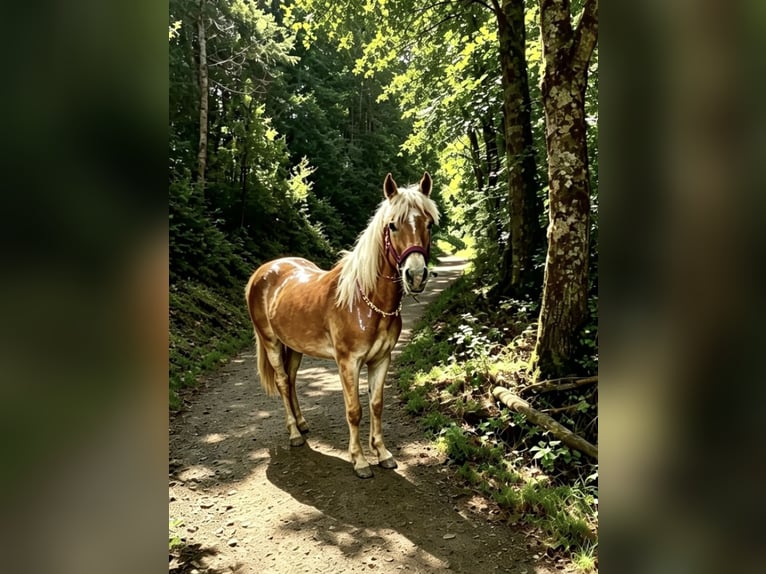 Haflinger Merrie 1 Jaar 154 cm Vos in Mariatal
