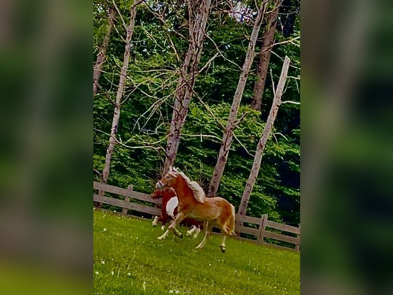 Haflinger Merrie 1 Jaar 154 cm Vos in Mariatal