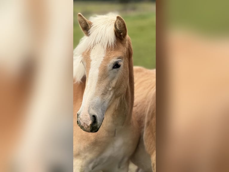 Haflinger Merrie 1 Jaar 154 cm Vos in Staufenberg