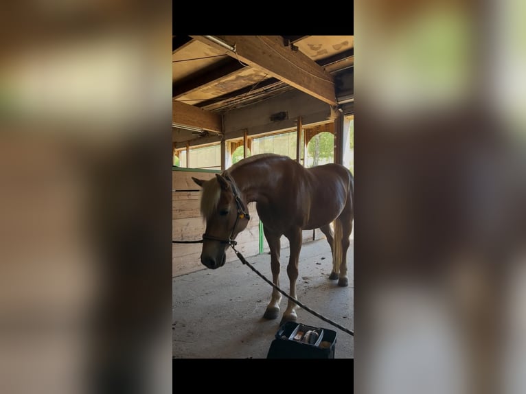 Haflinger Merrie 1 Jaar 155 cm  in Daaden