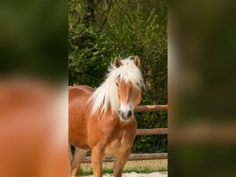 Haflinger Merrie 1 Jaar 155 cm  in Daaden