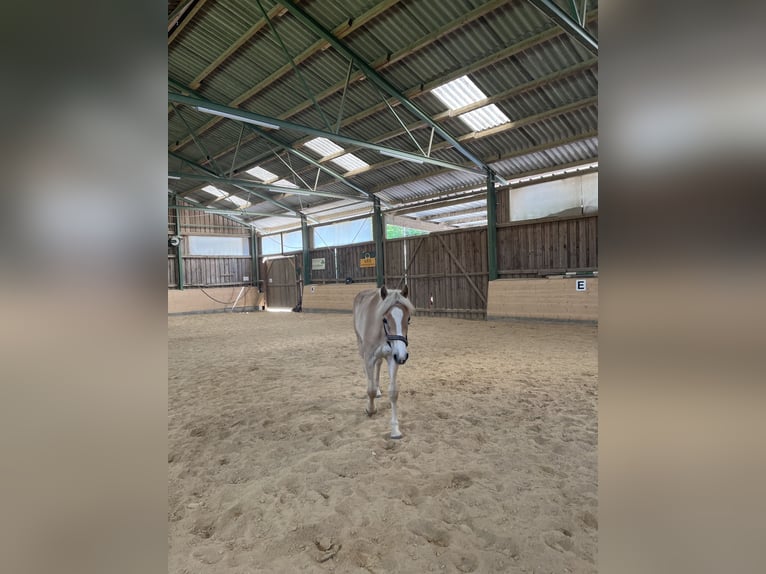 Haflinger Merrie 1 Jaar in Leibnitz