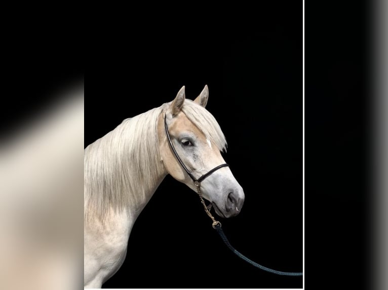 Haflinger Merrie 1 Jaar in Hessisch Oldendorf