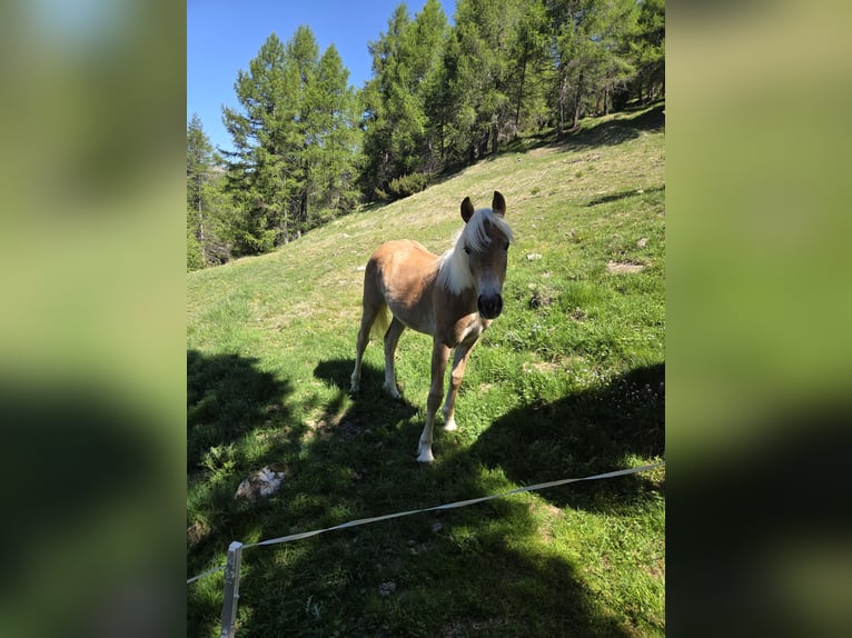 Haflinger Merrie 1 Jaar  in Meltina