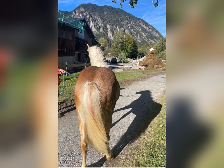 Haflinger Merrie 1 Jaar in Brand