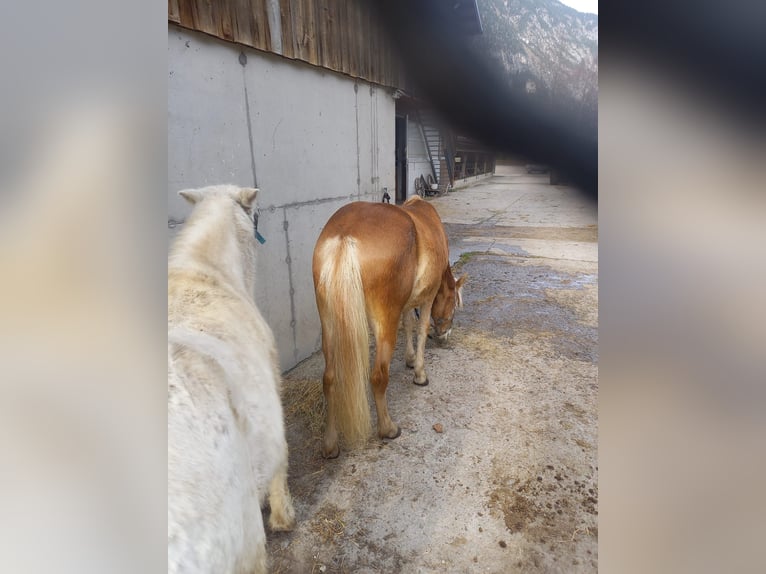 Haflinger Merrie 1 Jaar in Brand