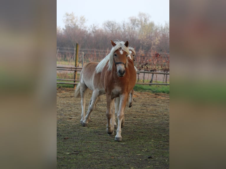 Haflinger Merrie 1 Jaar in Wallern