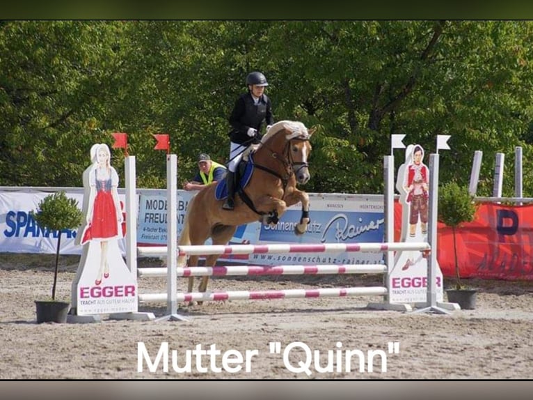 Haflinger Merrie 1 Jaar Vos in Saxen