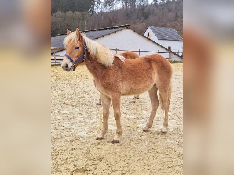 Haflinger Merrie 1 Jaar Vos in Hillesheim