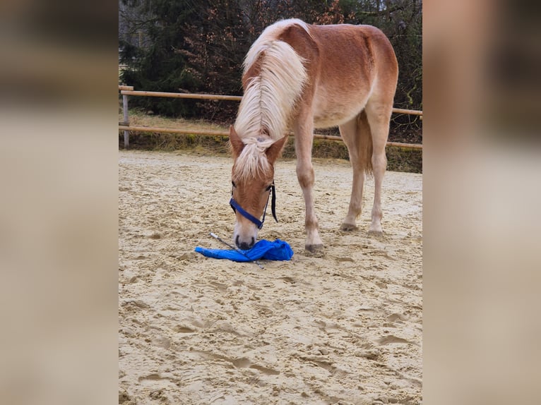 Haflinger Merrie 1 Jaar Vos in Hillesheim