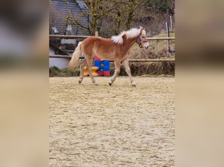 Haflinger Merrie 1 Jaar Vos in Hillesheim