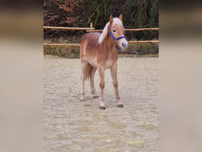 Haflinger Merrie 1 Jaar Vos in Hillesheim