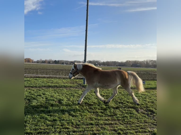 Haflinger Merrie 1 Jaar Vos in Dohren