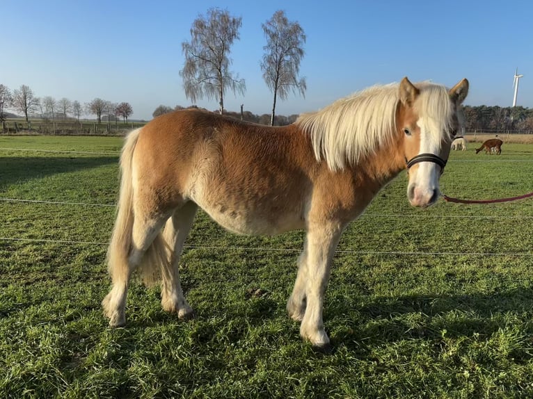 Haflinger Merrie 1 Jaar Vos in Dohren