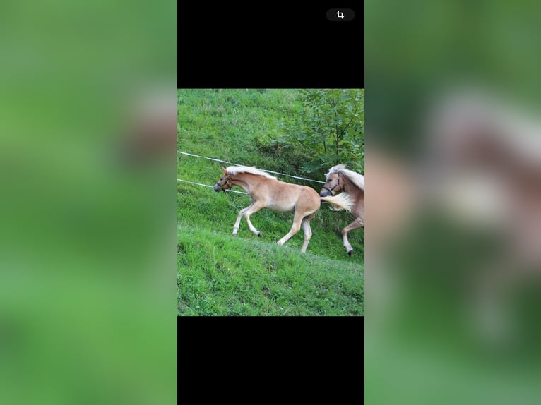 Haflinger Merrie 1 Jaar Vos in Murstetten