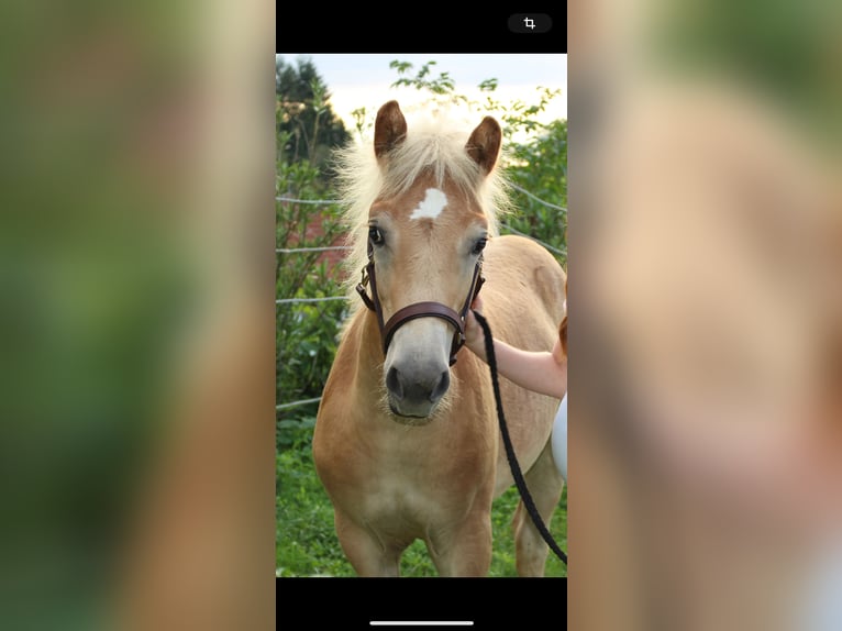 Haflinger Merrie 1 Jaar Vos in Murstetten