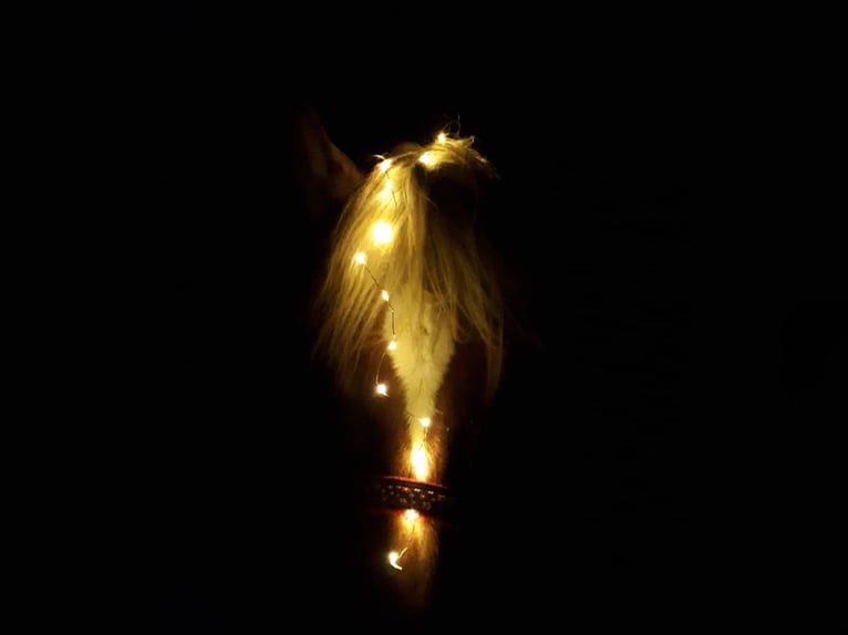 Haflinger Merrie 20 Jaar 140 cm  in Podersdorf am See