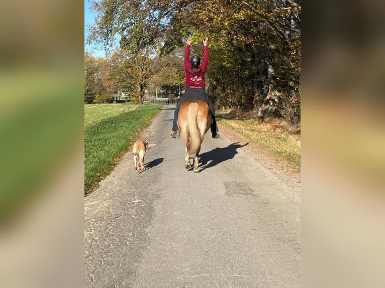Haflinger Merrie 20 Jaar 143 cm Palomino in Bad Birnbach