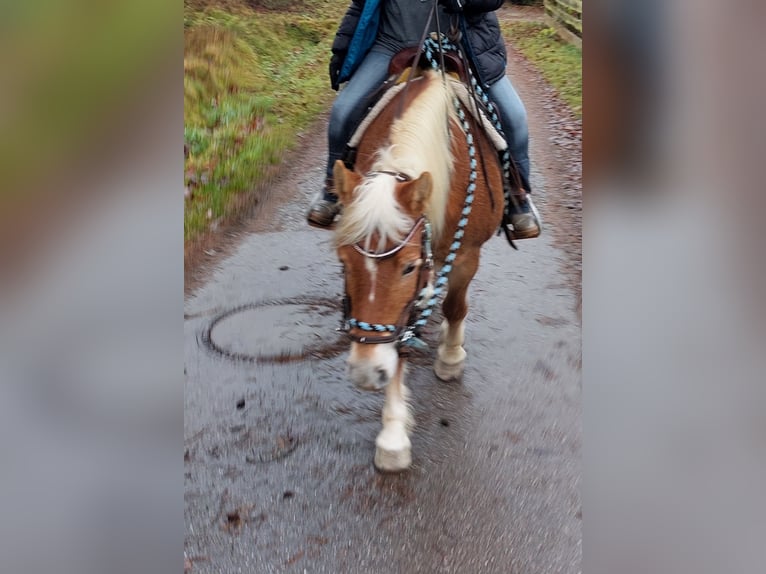 Haflinger Merrie 20 Jaar 143 cm Palomino in Bad Birnbach