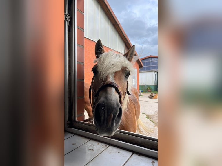 Haflinger Merrie 20 Jaar 149 cm Vos in Winkelhaid