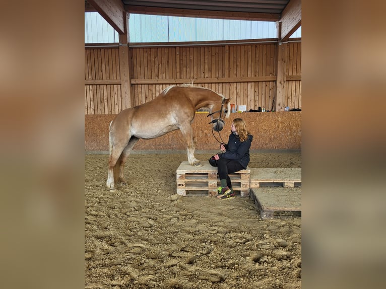 Haflinger Merrie 20 Jaar 149 cm Vos in Winkelhaid