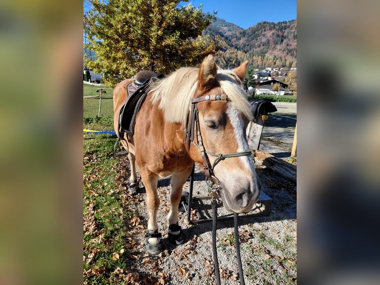 Haflinger Merrie 20 Jaar 150 cm Vos in Riegersburg