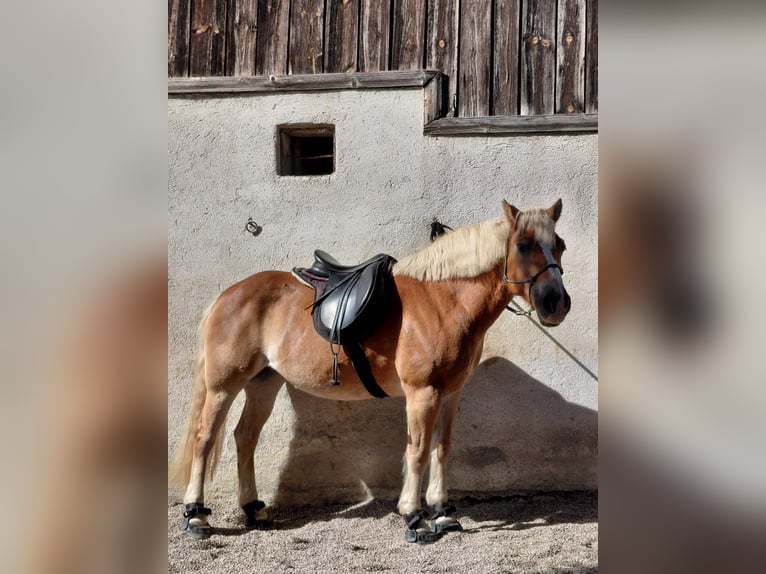 Haflinger Merrie 20 Jaar 150 cm Vos in Riegersburg