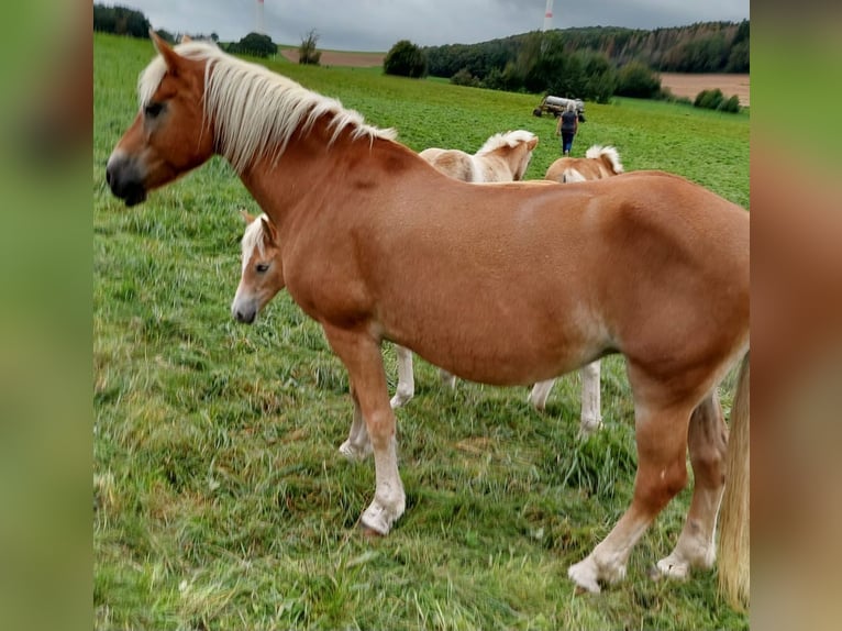 Haflinger Merrie 20 Jaar 152 cm Vos in Meckenbach