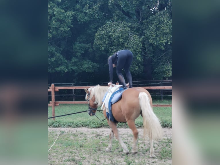 Haflinger Merrie 20 Jaar 152 cm Vos in Vienenburg