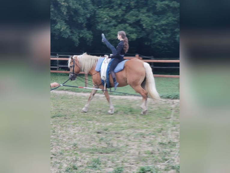 Haflinger Merrie 20 Jaar 152 cm Vos in Vienenburg