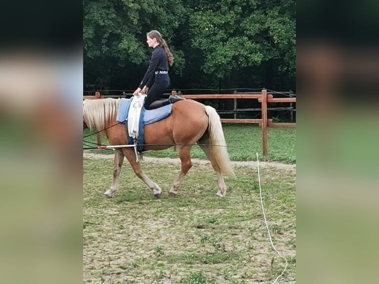 Haflinger Merrie 20 Jaar 152 cm Vos in Vienenburg