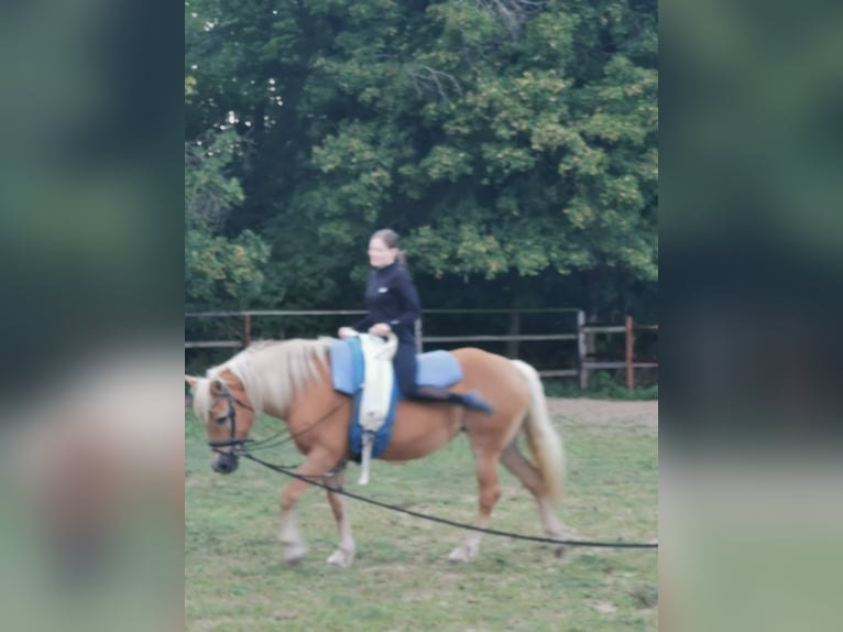 Haflinger Merrie 20 Jaar 152 cm Vos in Vienenburg