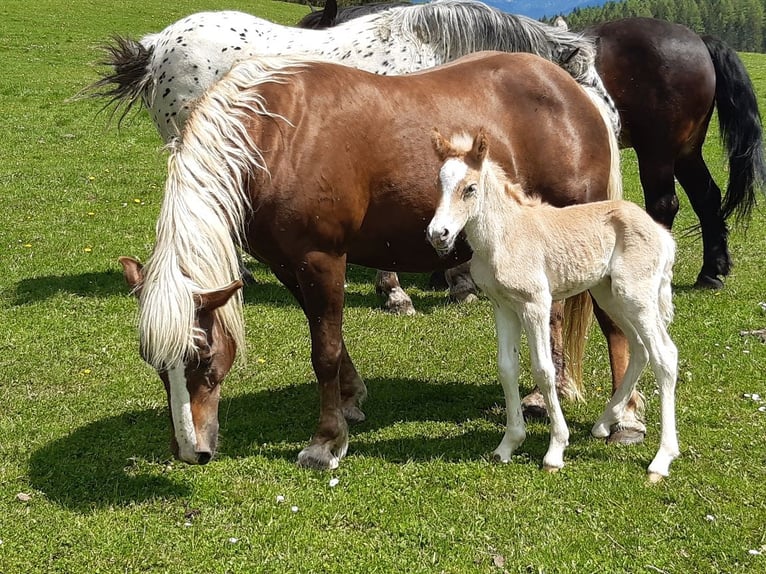 Haflinger Merrie 21 Jaar 140 cm Donkere-vos in Zeutschach