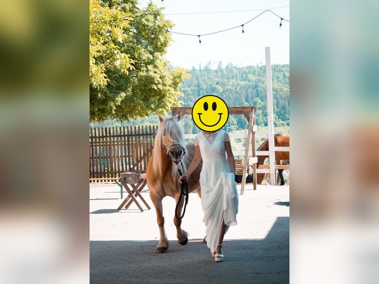 Haflinger Mix Merrie 21 Jaar 140 cm Vos in Adelberg