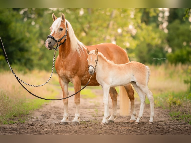 Haflinger Merrie 21 Jaar 143 cm in Trebbin