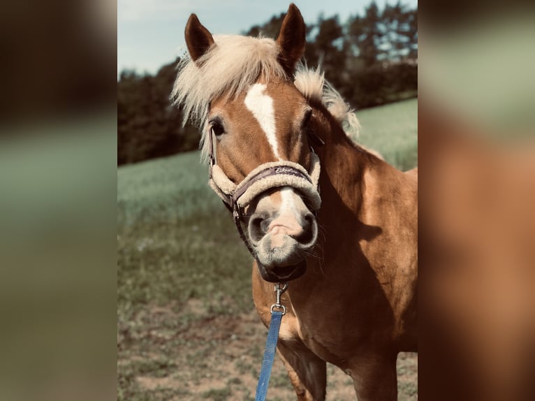 Haflinger Merrie 22 Jaar 144 cm Lichtbruin in Bromberg