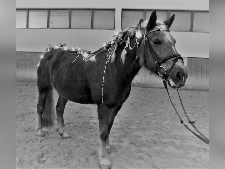 Haflinger Merrie 22 Jaar 150 cm Vos in Waldstetten