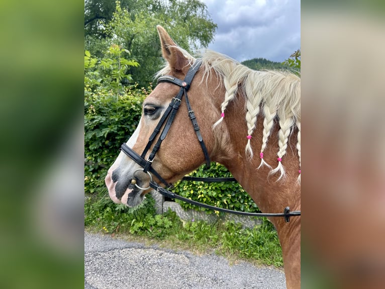 Haflinger Merrie 22 Jaar 152 cm Vos in Nesselwängle