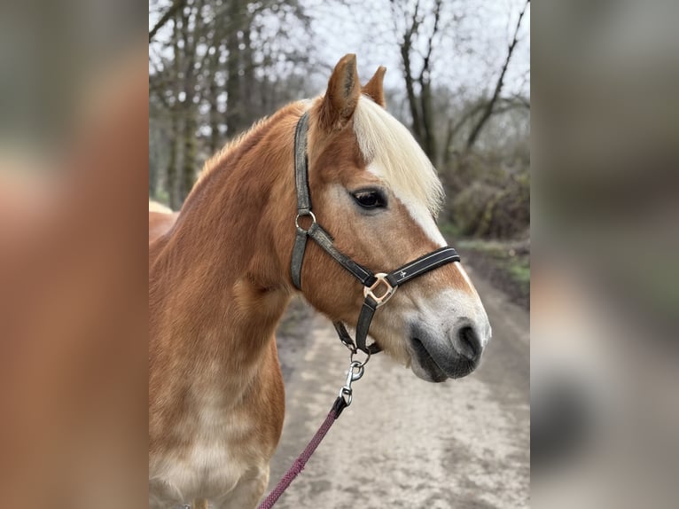 Haflinger Merrie 22 Jaar in Neu-Ulm