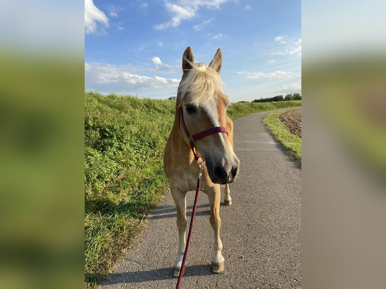 Haflinger Merrie 22 Jaar in Neu-Ulm