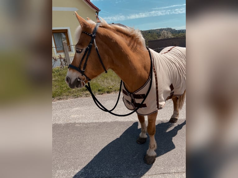 Haflinger Merrie 23 Jaar 144 cm Lichtbruin in Bromberg