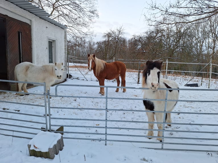 Haflinger Mix Merrie 24 Jaar 135 cm Vos in Zeschdorf