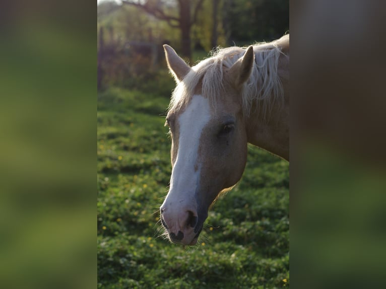 Haflinger Mix Merrie 25 Jaar 155 cm Palomino in Utting am Ammersee