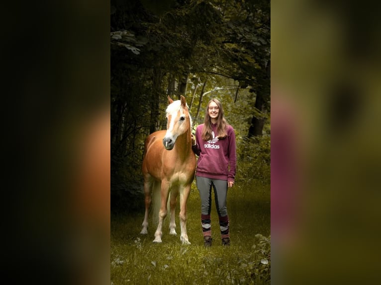 Haflinger Merrie 26 Jaar 140 cm Vos in Nenzing Bazul 6