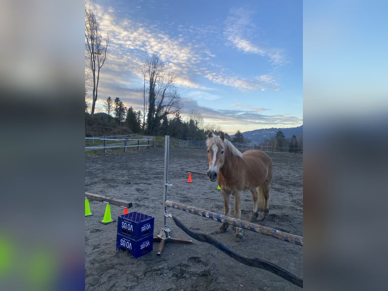 Haflinger Merrie 26 Jaar 140 cm Vos in Nenzing Bazul 6