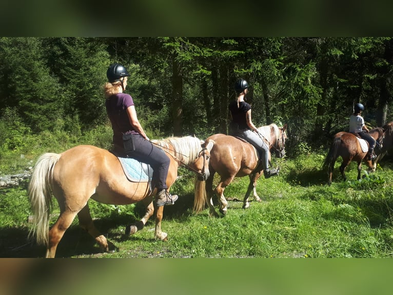 Haflinger Merrie 26 Jaar in Obertilliach