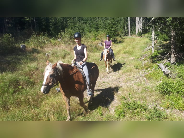 Haflinger Merrie 26 Jaar in Obertilliach