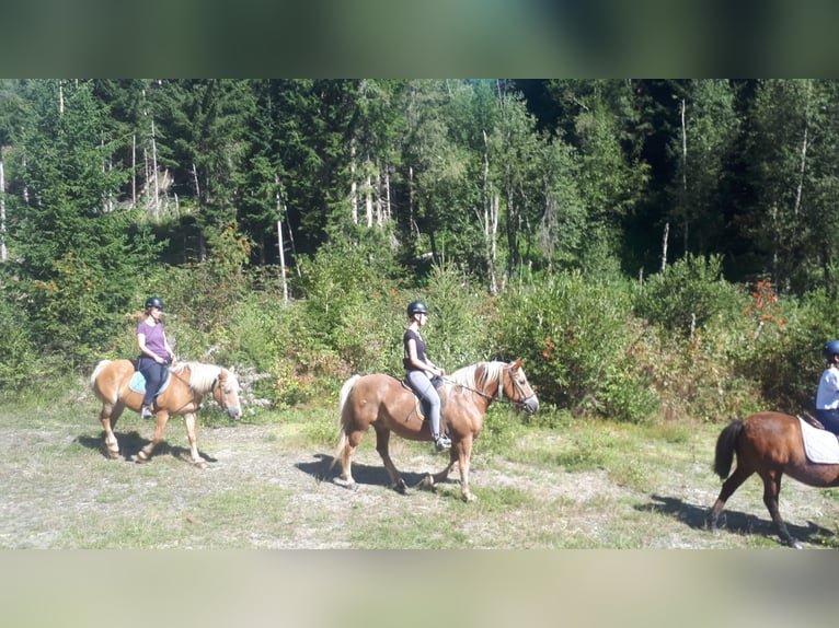 Haflinger Merrie 26 Jaar in Obertilliach